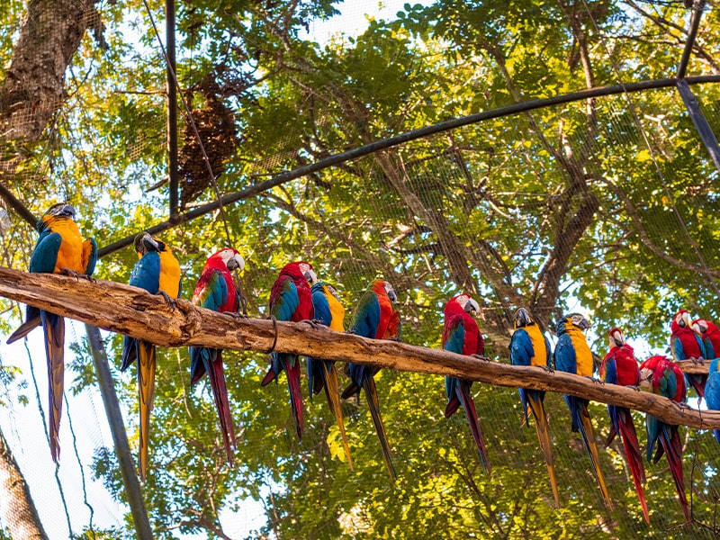 parque-das-aves-passeio-foz