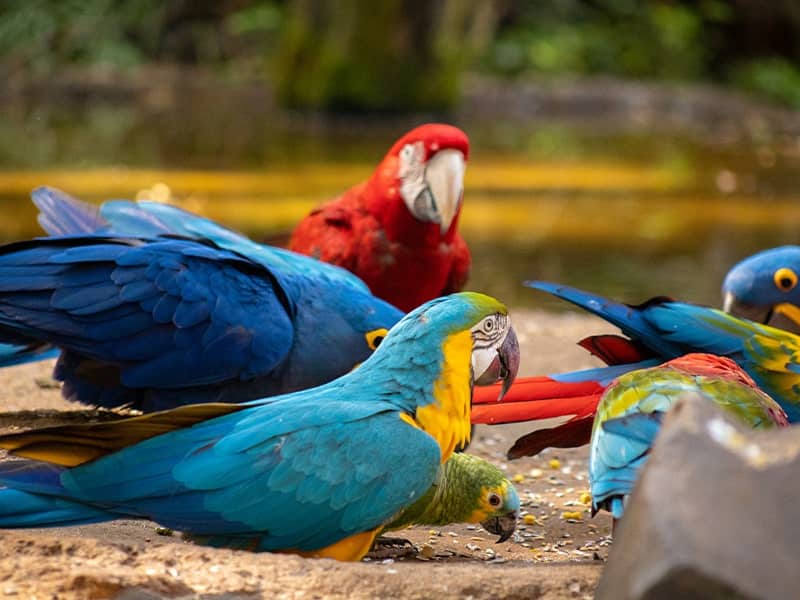 o-que-fazer-em-foz-do-iguacu